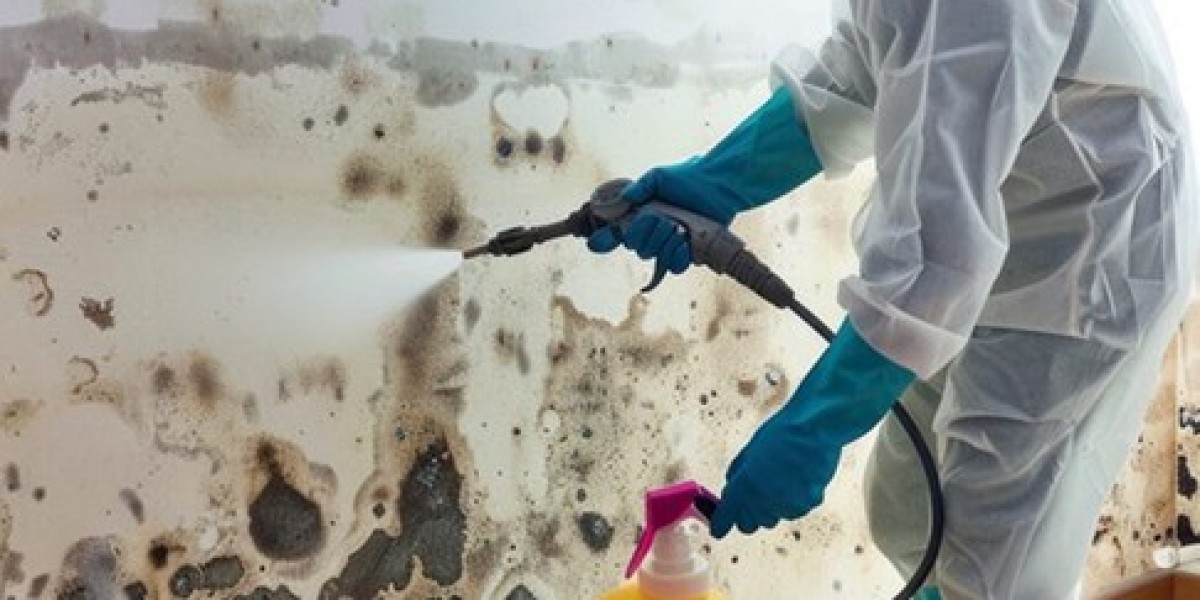 Mold Remediation Services: Complete Guide for Property Owners